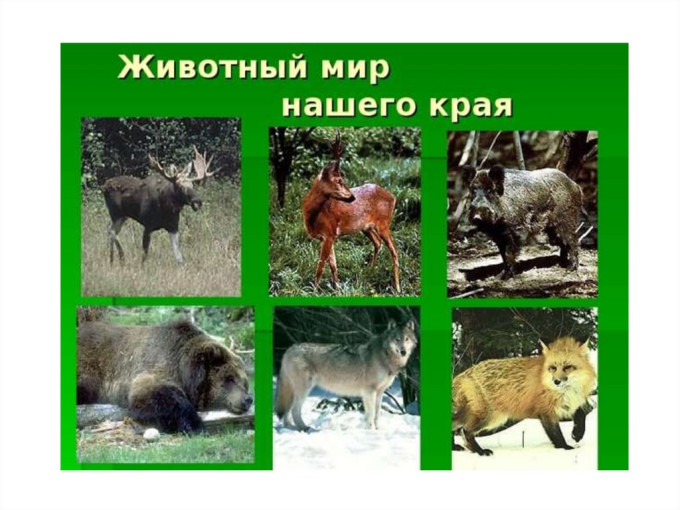 Проект "Эколята" у Почемучек Проект "Эколята" у Почемучек.